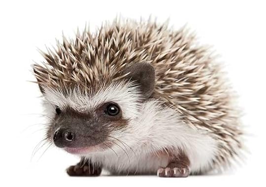Adorable hedgehog
