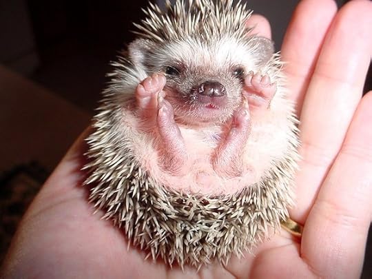 Adorable hedgehog