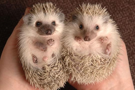 Two adorable hedgehogs!