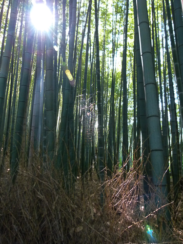 Sunlight Through Bamboo