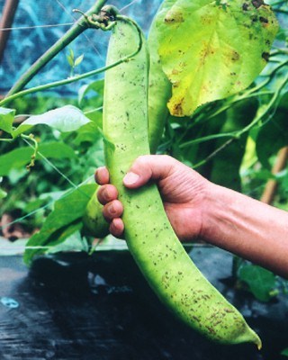 jumbonatamame