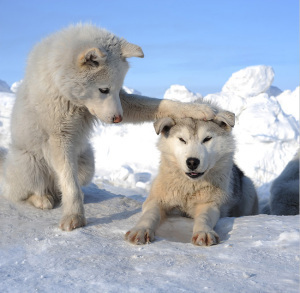 white-wolf-pups