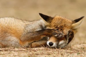 sky-fox