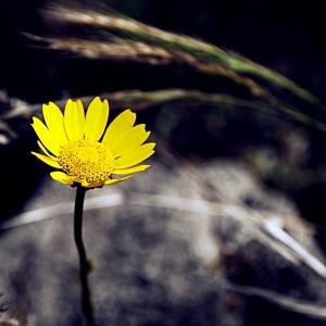 _Happy_in_my_loneliness_by_tgphotographer