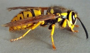 yellowjacket-300x179