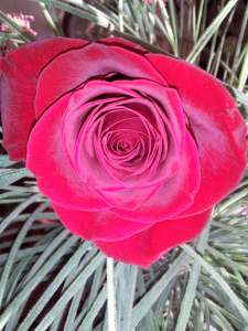 a rose