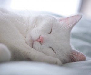 cat euthanasia