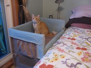 cats_and_babies