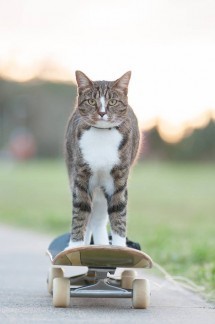skateboarding_cat
