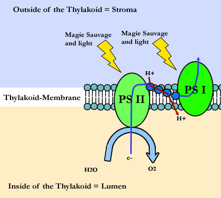 light reaction part one