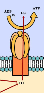 creation of ATP