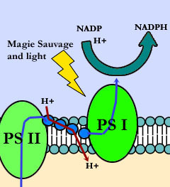 NADP creation