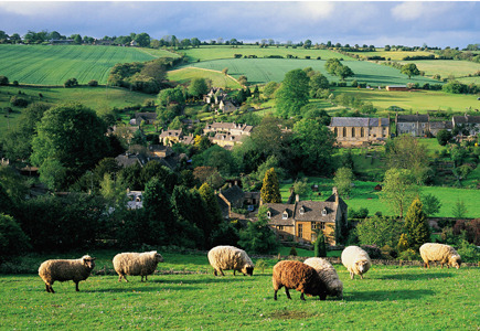 Photo: Sheep Grazing