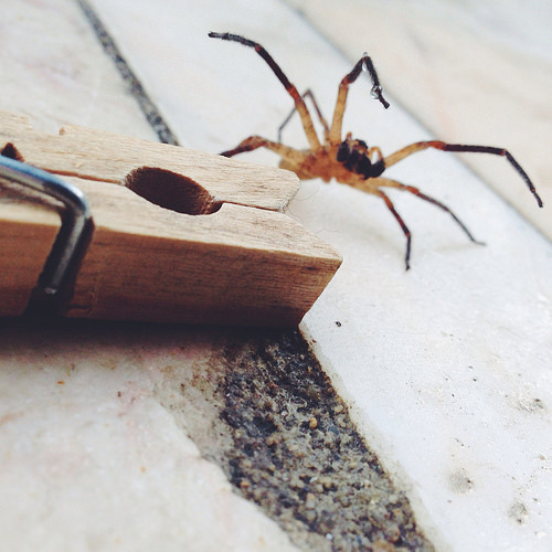 aranha