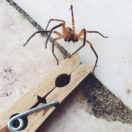 aranha