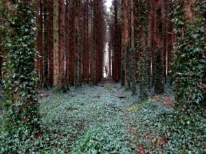 Coole Park Ireland Travel