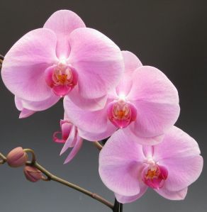 orchids_ 019