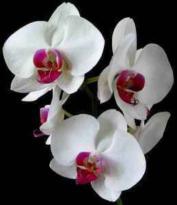 orkid2