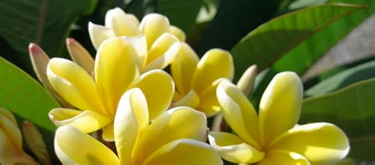 IMG_2132 Yellow Plumeria by Rosa Say