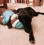 Dog with big sock monkey