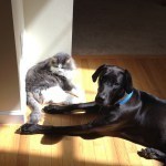 Great Dane Lab and Cat