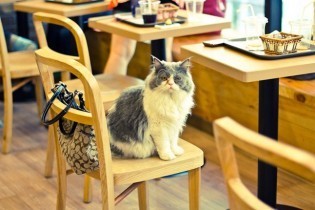 Montreal_Cat_Cat