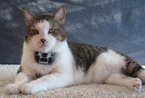 cat_camera