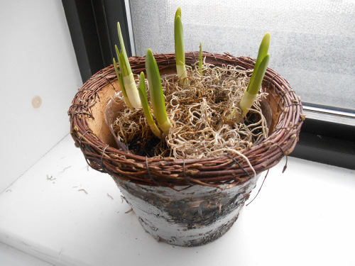 Paperwhites