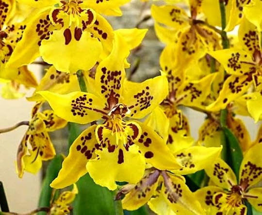 OrchidYellowSpotted