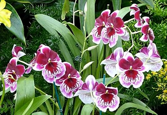 OrchidMagentaGroup