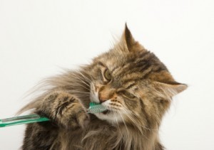 cat_with_toothbrush