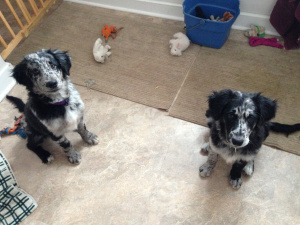 They are hard to photograph--it's rare they are both holding still