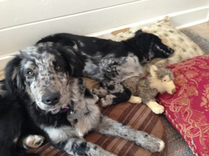 Pendleton, Cap'n, and a little friend