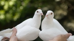 Two white pigeons