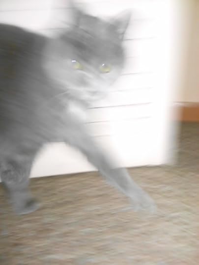 Caturday Katya runs