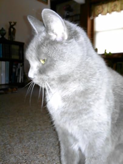 Caturday Katya poses
