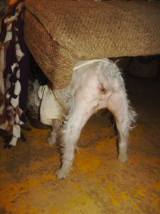 lamb butt