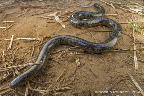The body of blind snakes is glossy smooth, reducing friction when moving underground. It also makes holding them in your hand rather difficult.