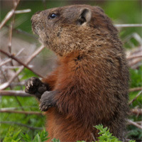 GroundHog