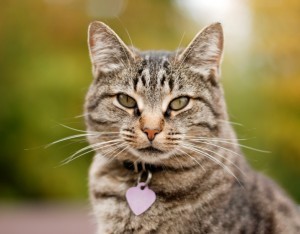 microchip_cat