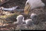Eagle and her babies