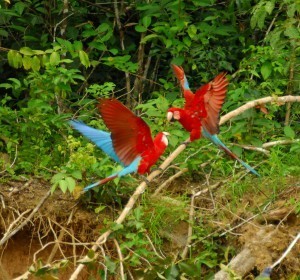 RED AND GREEN (16)R