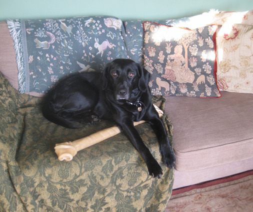Tilly's very big bone