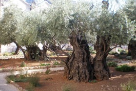 Garden of Gethsemane