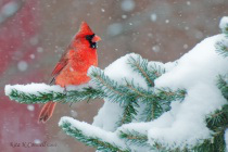 snow and cardinal