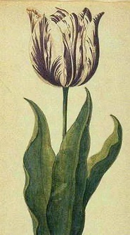 Viceroy Tulip Tulipomania
