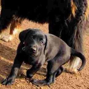 Funny Dog Blog Labrador Puppy