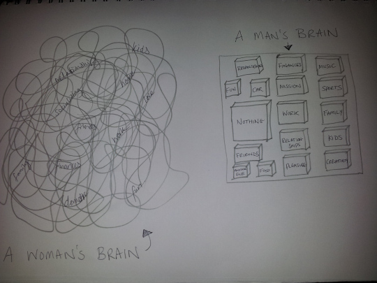 male and female brains