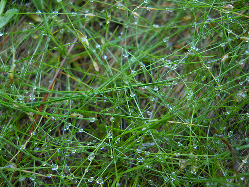 grass net with droplet weights