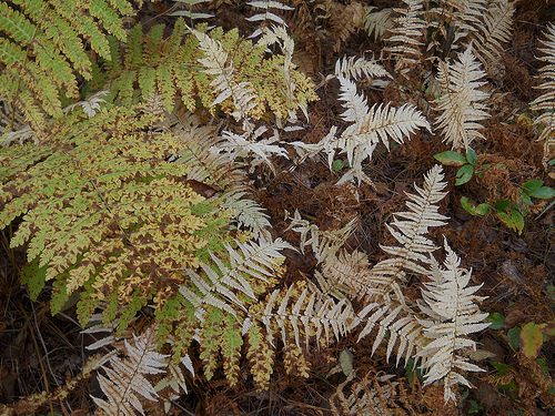 ghost ferns